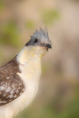 Cuckoo. Great Spotted Cuckoo. Clamator glandarius. Nature background. 