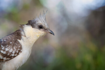 Cuckoo. Great Spotted Cuckoo. Clamator glandarius. Nature background. 