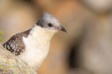 Cuckoo. Great Spotted Cuckoo. Clamator glandarius. Nature background. 