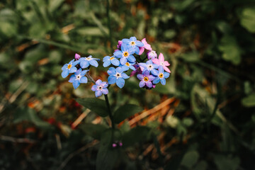 Photo with blurred background and selective focus. Wallpaper image with nature. Pink, purple and blue flowers on a blurred background. Small and delicate. Macro shot.