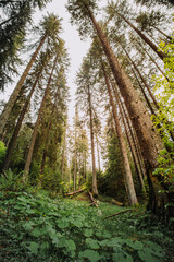 Ultra wide landscape shot. Bottom view of fir trees in the forest, light and blue sky visible at the top of the fir trees. The image can be used as vertical wallpaper.