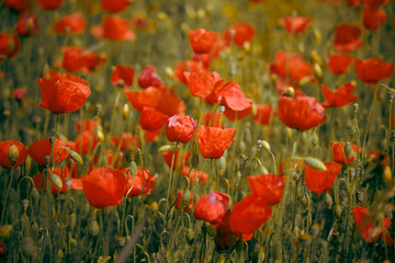 A breathtaking aerial view of a golden poppy field, where countless yellow blossoms ripple across the landscape. Photo with blurred background and selective focus. Wallpaper image with nature.