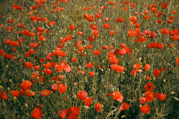 A sweeping aerial view of a golden poppy field, where delicate yellow petals shimmer under the sunlight. Photo with blurred background and selective focus. Wallpaper image with nature.