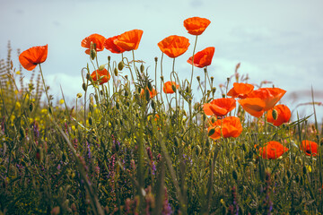 Bottom view of poppies against the sky. Photo with blurred background and selective focus. Wallpaper image with nature.