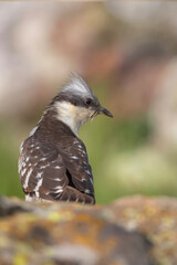 Cuckoo. Great Spotted Cuckoo. Clamator glandarius. Nature background. 