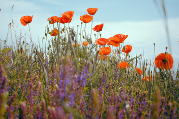 Fiery red poppies sway against a vast blue sky, intertwined with delicate purple blooms, creating a vivid summer dreamscape. Photo with blurred background and selective focus. Wallpaper image.