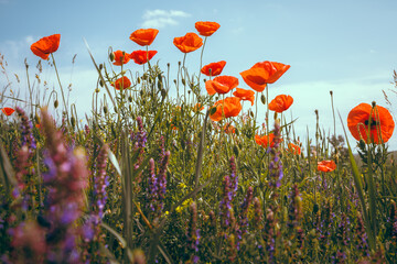 Vibrant poppies and purple flowers reach for the sky, a dreamy floral scene with soft focus and rich colors. Photo with blurred background and selective focus. Wallpaper image with nature.
