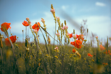 Poppies against the sky, photo taken from below, beautiful contrast of colors. Photo with blurred background and selective focus. Wallpaper image with nature.
