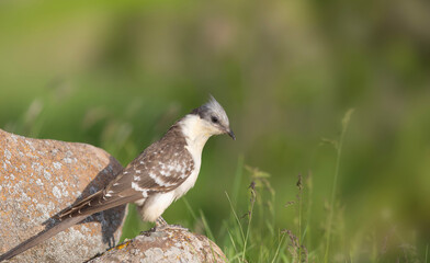 Cuckoo. Great Spotted Cuckoo. Clamator glandarius. Nature background. 