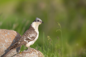 Cuckoo. Great Spotted Cuckoo. Clamator glandarius. Nature background. 