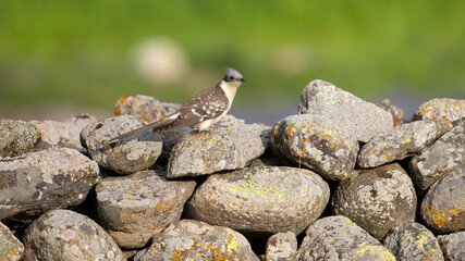 Cuckoo. Great Spotted Cuckoo. Clamator glandarius. Nature background. 