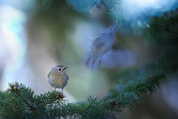 Cute little bird. Goldcrest. Regulus regulus. Green nature background.