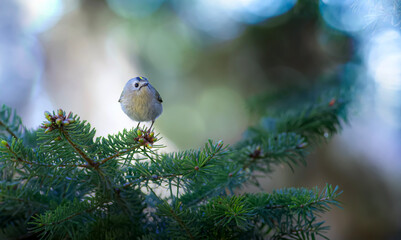 Cute little bird. Goldcrest. Regulus regulus. Green nature background.