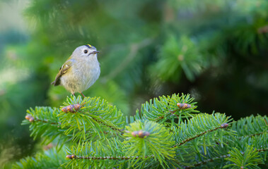 Cute little bird. Goldcrest. Regulus regulus. Green nature background.