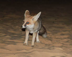 Desert Fox