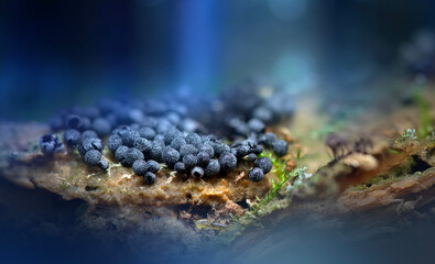 Slime molds. The smallest mushrooms in the world. Mysterious creatures of nature. Nature background. 