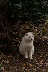 White cat sitting near tree