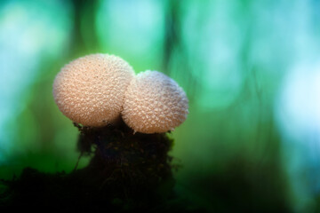 A mushroom photographed in its habitat. Natural and aesthetic mushroom photograph. Nature...