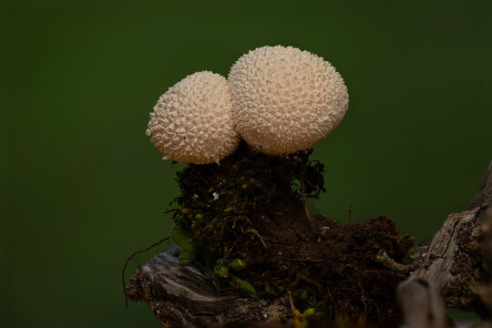 A mushroom photographed in its habitat. Natural and aesthetic mushroom photograph. Nature background. Caloscypha fulgens.