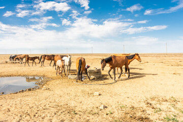 Wild horses drinking water from a spring in the desert of the Aral Sea,  Uzbekistan