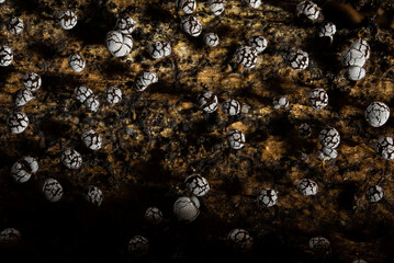 Slime molds. The smallest mushrooms in the world. Mysterious creatures of nature. Nature background. 