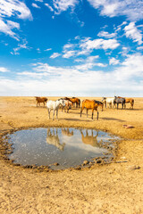 Wild horses drinking water from a spring in the desert of the Aral Sea,  Uzbekistan