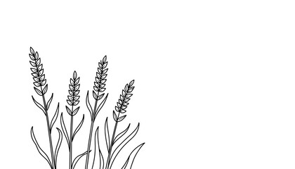 Wheat ears drawing in minimalistic style on a white background - Concept of children's coloring set  
