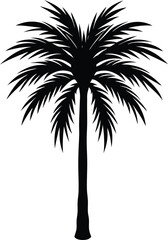 Obraz premium Single Botanical Palm With Detailed Foliage And No Background