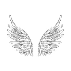 Obraz premium Angel wings sketch, spread wings, pair of heraldic wings bird winged up feathers engraved hand drawn vector illustration