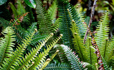 New Zealand fern plant native forest close up details koru