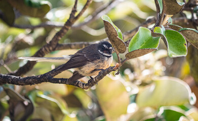 Fantail new zealand native bird on a tree branch