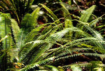 New Zealand fern plant native forest close up details koru