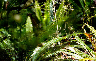 New Zealand fern plant native forest close up details koru