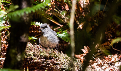 Baby bird new zealand chick fluff feather close up


