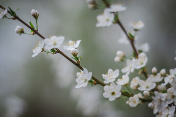 A snow-white cherry branch