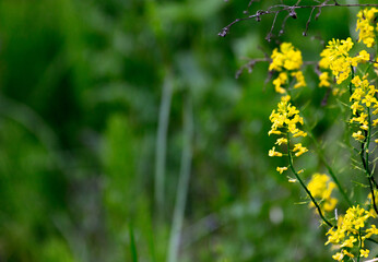 Blooming beautiful wild yellow flowers in Spring