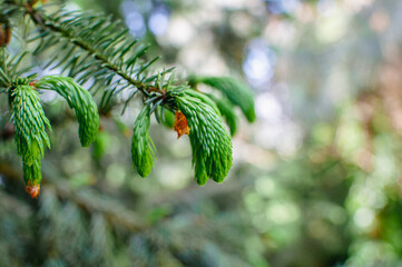 Fresh Green Pine Shoots in Spring