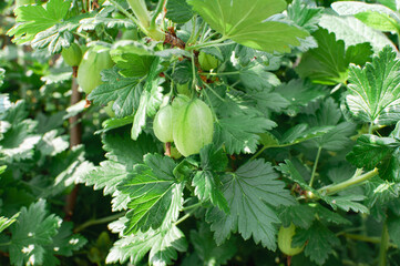 Fruits of the gooseberry on a branch bush Nature. Ripe green berries with leaves. Garden fruit shrubs, farm fruit berries