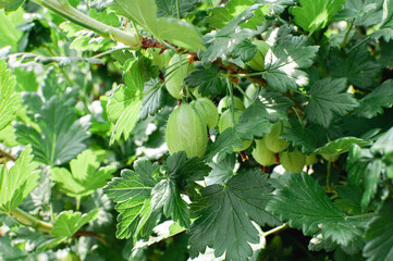 Greeen goosberries growing on a bush in the garden
