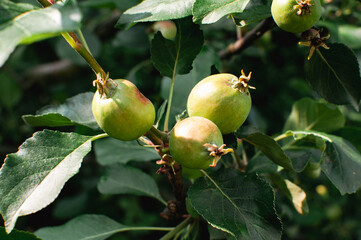 green ripening apples grow on an apple tree branch. gardening and cultivation of apples concept