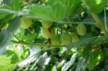 Gooseberry bush with unripe green fruit