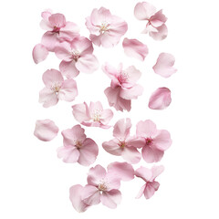 Delicate pink cherry blossom petals arranged dynamically on a white background