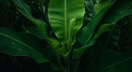 Tropical Greens: The Symmetry and Texture of Banana Leaves