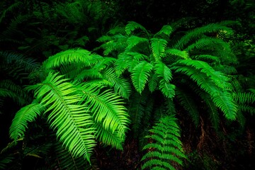 Vibrant Green Ferns in Dense Forest