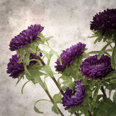 square stylish old textured paper background with autumn Aster
