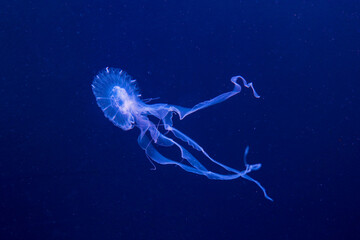 Closeup of a jellyfish in an aquarium