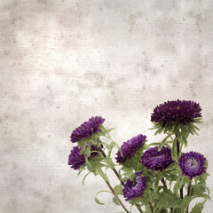 square stylish old textured paper background with autumn Aster