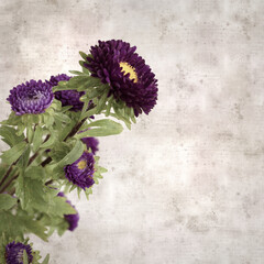 square stylish old textured paper background with autumn Aster