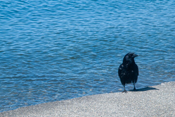 Crow near sea