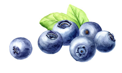 Fresh ripe wild forest blueberries  Watercolor hand drawn illustration isolated on white background